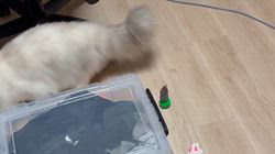 羅方遠ブリーダーからお迎えしたサイベリアン：ソフィアちゃん