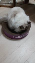 羅方遠ブリーダーからお迎えしたサイベリアン：ソフィアちゃん