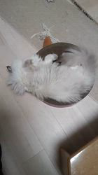 羅方遠ブリーダーからお迎えしたサイベリアン：ソフィアちゃん