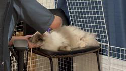 羅方遠ブリーダーからお迎えしたサイベリアン：ソフィアちゃん