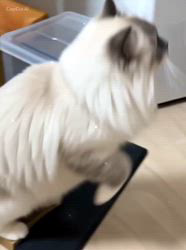 羅方遠ブリーダーからお迎えしたサイベリアン：ソフィアちゃん