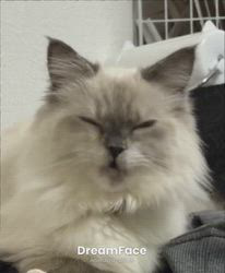 羅方遠ブリーダーからお迎えしたサイベリアン：ソフィアちゃん