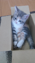 村井令枝ブリーダーからお迎えしたスコティッシュフォールド：マロンちゃん