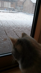 村井令枝ブリーダーからお迎えしたスコティッシュフォールド：マロンちゃん