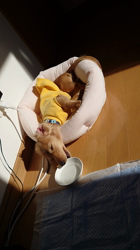 高野明子ブリーダーからお迎えしたミニチュアダックスフンド(ロング)：ノアくん