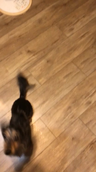 片岡英美ブリーダーからお迎えしたミニチュアダックスフンド(ロング)：マールくん