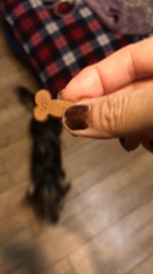 片岡英美ブリーダーからお迎えしたミニチュアダックスフンド(ロング)：マールくん