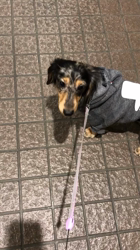 片岡英美ブリーダーからお迎えしたミニチュアダックスフンド(ロング)：マールくん