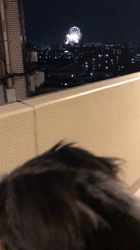 片岡英美ブリーダーからお迎えしたミニチュアダックスフンド(ロング)：マールくん