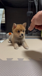 吉田和也ブリーダーからお迎えしたポメ柴(ポメラニアン×豆柴犬)：うるるちゃん