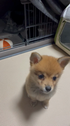 吉田和也ブリーダーからお迎えしたポメ柴(ポメラニアン×豆柴犬)：うるるちゃん
