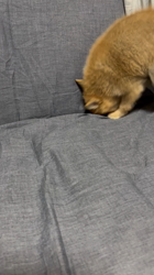 吉田和也ブリーダーからお迎えしたポメ柴(ポメラニアン×豆柴犬)：うるるちゃん