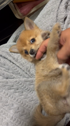 吉田和也ブリーダーからお迎えしたポメ柴(ポメラニアン×豆柴犬)：うるるちゃん