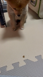 吉田和也ブリーダーからお迎えしたポメ柴(ポメラニアン×豆柴犬)：うるるちゃん