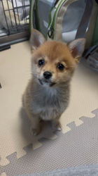 吉田和也ブリーダーからお迎えしたポメ柴(ポメラニアン×豆柴犬)：うるるちゃん