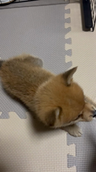 吉田和也ブリーダーからお迎えしたポメ柴(ポメラニアン×豆柴犬)：うるるちゃん