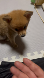 吉田和也ブリーダーからお迎えしたポメ柴(ポメラニアン×豆柴犬)：うるるちゃん