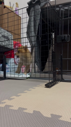 吉田和也ブリーダーからお迎えしたポメ柴(ポメラニアン×豆柴犬)：うるるちゃん