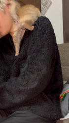 吉田和也ブリーダーからお迎えしたポメ柴(ポメラニアン×豆柴犬)：うるるちゃん