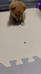 吉田和也ブリーダーからお迎えしたポメ柴(ポメラニアン×豆柴犬)：うるるちゃん