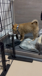 吉田和也ブリーダーからお迎えしたポメ柴(ポメラニアン×豆柴犬)：うるるちゃん