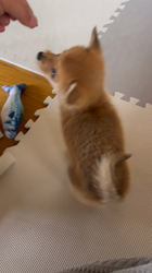 吉田和也ブリーダーからお迎えしたポメ柴(ポメラニアン×豆柴犬)：うるるちゃん