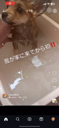 吉田和也ブリーダーからお迎えしたポメ柴(ポメラニアン×豆柴犬)：うるるちゃん