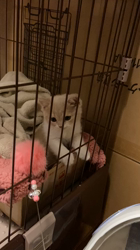 中野由利子ブリーダーからお迎えしたスコティッシュフォールド：にゃじゅくん