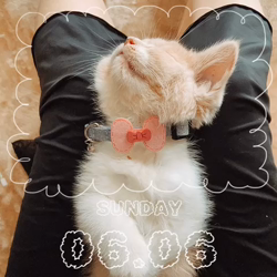 中野由利子ブリーダーからお迎えしたスコティッシュフォールド：にゃじゅくん