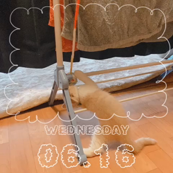 中野由利子ブリーダーからお迎えしたスコティッシュフォールド：にゃじゅくん