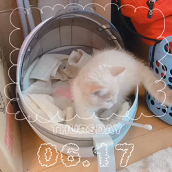 中野由利子ブリーダーからお迎えしたスコティッシュフォールド：にゃじゅくん