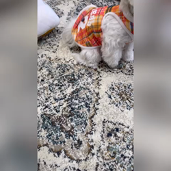 矢次祐樹ブリーダーからお迎えしたマルチーズ：リナちゃん