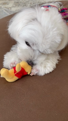 矢次祐樹ブリーダーからお迎えしたマルチーズ：リナちゃん