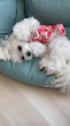 矢次祐樹ブリーダーからお迎えしたマルチーズ：リナちゃん