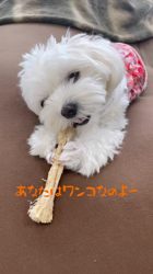 矢次祐樹ブリーダーからお迎えしたマルチーズ：リナちゃん