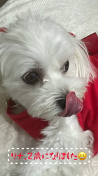 矢次祐樹ブリーダーからお迎えしたマルチーズ：リナちゃん