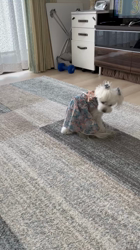 矢次祐樹ブリーダーからお迎えしたマルチーズ：リナちゃん