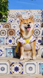 矢次祐樹ブリーダーからお迎えしたマルチーズ：リナちゃん