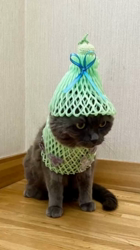 矢次祐樹ブリーダーからお迎えしたマルチーズ：リナちゃん