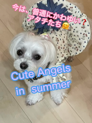 矢次祐樹ブリーダーからお迎えしたマルチーズ：リナちゃん