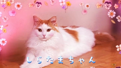 矢次祐樹ブリーダーからお迎えしたマルチーズ：リナちゃん