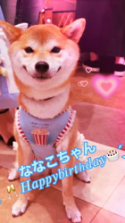 矢次祐樹ブリーダーからお迎えしたマルチーズ：リナちゃん