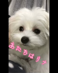 矢次祐樹ブリーダーからお迎えしたマルチーズ：リナちゃん