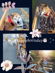 矢次祐樹ブリーダーからお迎えしたマルチーズ：リナちゃん