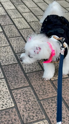 矢次祐樹ブリーダーからお迎えしたマルチーズ：リナちゃん