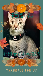 矢次祐樹ブリーダーからお迎えしたマルチーズ：リナちゃん