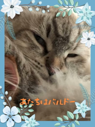 矢次祐樹ブリーダーからお迎えしたマルチーズ：リナちゃん