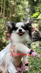 矢次祐樹ブリーダーからお迎えしたマルチーズ：リナちゃん