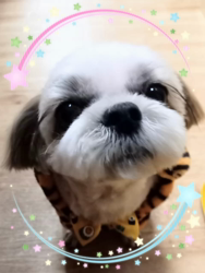 矢次祐樹ブリーダーからお迎えしたマルチーズ：リナちゃん