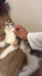 麻生敬子ブリーダーからお迎えしたスコティッシュストレート:ミーちゃん